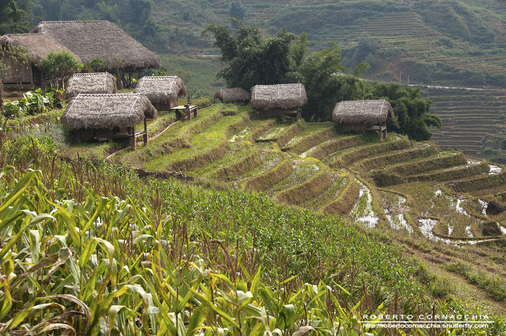 Delle risaie, una caratteristica del paesaggio vietnamita a qualsiasi latitudine