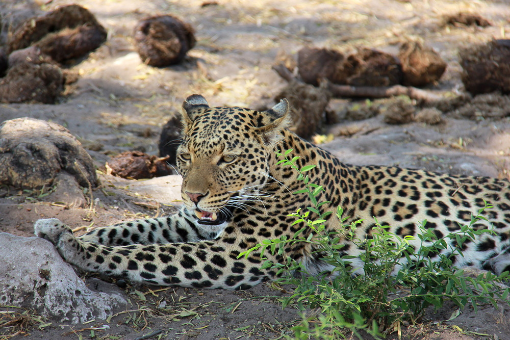 Un maestoso ma per fortuna tranquillo leopardo